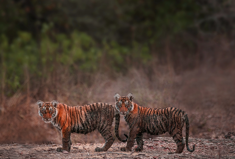 Twin Centre Wildlife and Beach Holiday 1